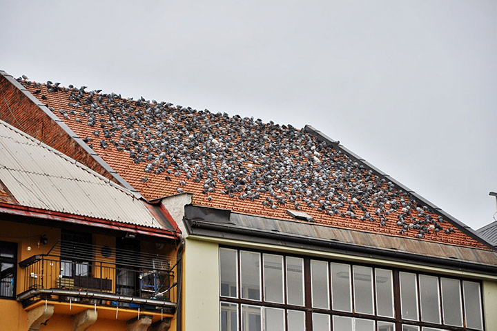 A2B Pest Control are able to install spikes to deter birds from roofs in Stanley. 