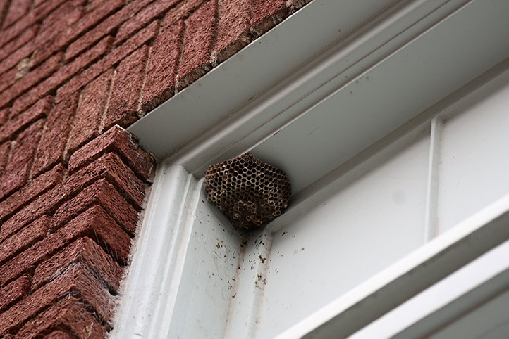 We provide a wasp nest removal service for domestic and commercial properties in Stanley.